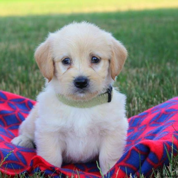 Nikki, Labradoodle-Miniature Puppy