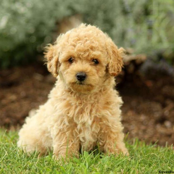 Nikki, Miniature Poodle Puppy