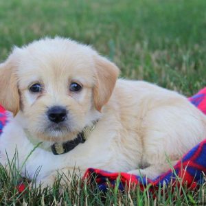 Nikki, Labradoodle-Miniature Puppy