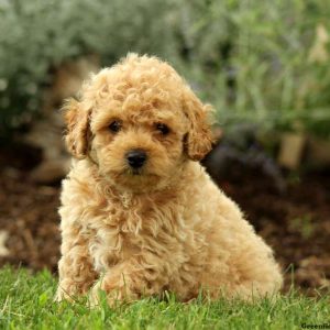 Nikki, Miniature Poodle Puppy