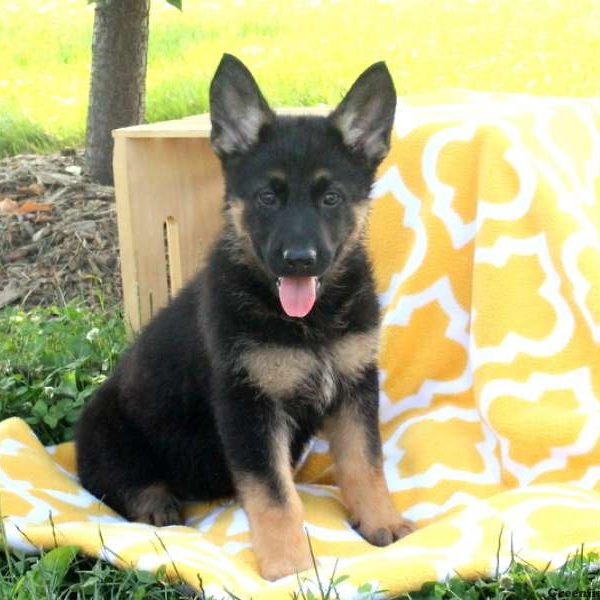 Nina Mae, German Shepherd Puppy