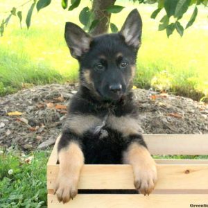 Nina Mae, German Shepherd Puppy
