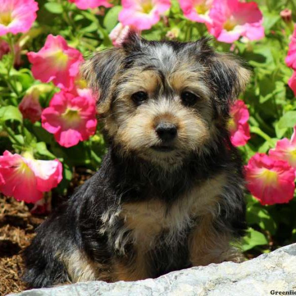 Nina, Morkie / Yorktese Puppy