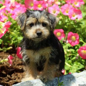 Nina, Morkie / Yorktese Puppy