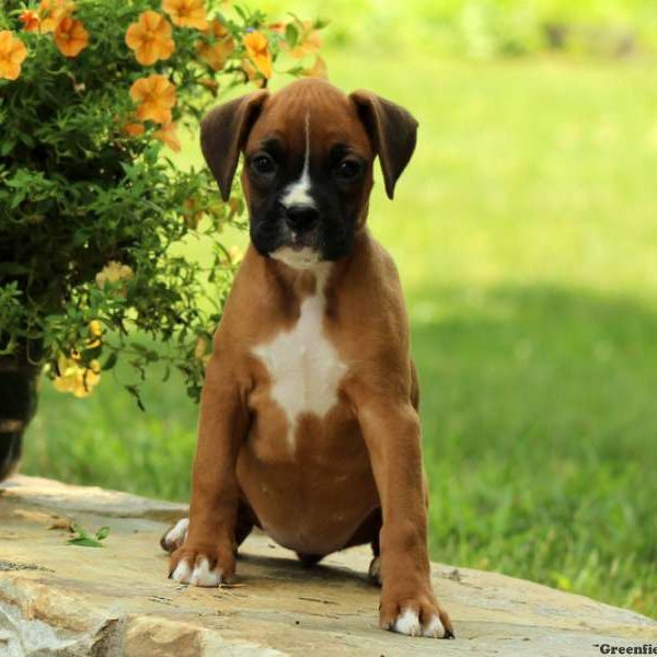 Nissa, Boxer Puppy