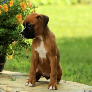Nissa, Boxer Puppy