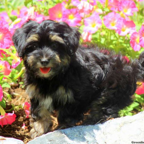 Noah, Morkie / Yorktese Puppy