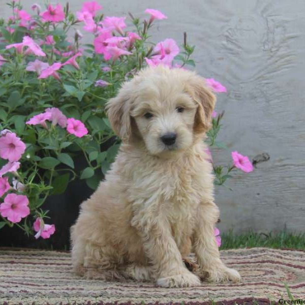 Noah, Goldendoodle Puppy