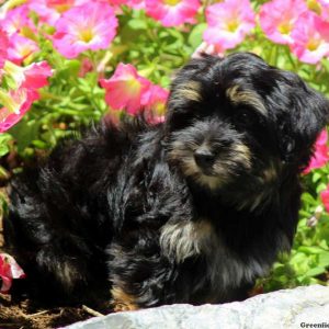 Noah, Morkie / Yorktese Puppy