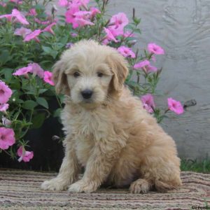 Noah, Goldendoodle Puppy