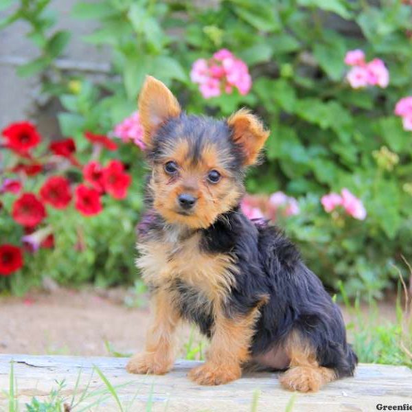 Noel, Yorkshire Terrier Puppy