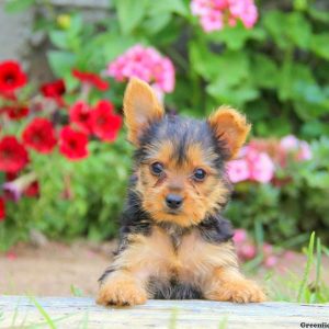 Noel, Yorkshire Terrier Puppy