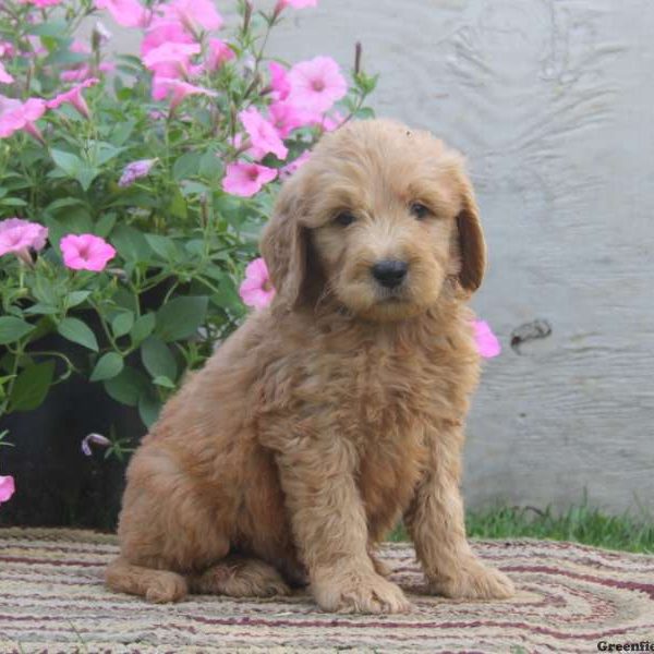 Nolan, Goldendoodle Puppy