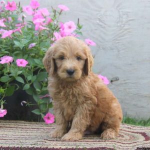 Nolan, Goldendoodle Puppy