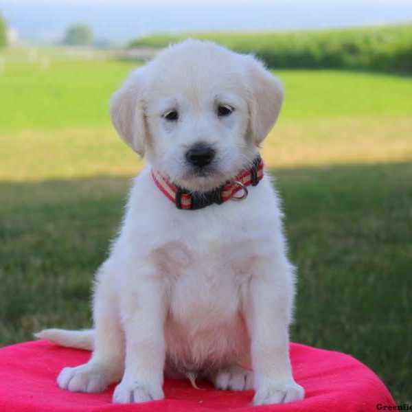 Noodle, Labradoodle-Miniature Puppy