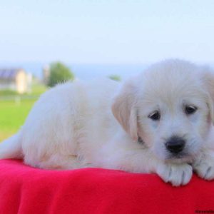 Noodle, Labradoodle-Miniature Puppy