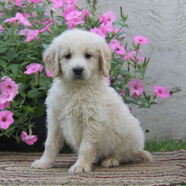 Nora, Goldendoodle Puppy