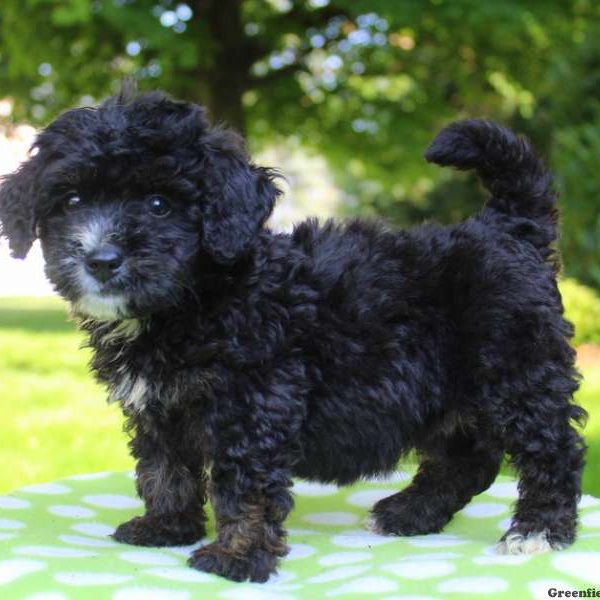 Nora, Bernedoodle-Miniature Puppy