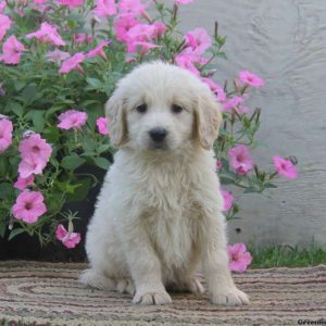 Nora, Goldendoodle Puppy