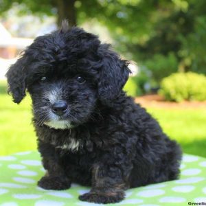 Nora, Bernedoodle-Miniature Puppy