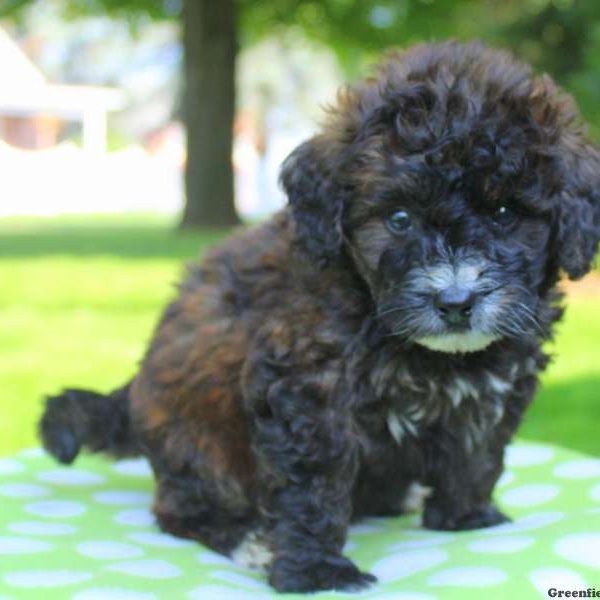 Norm, Bernedoodle-Miniature Puppy