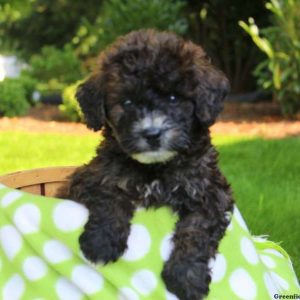 Norm, Bernedoodle-Miniature Puppy