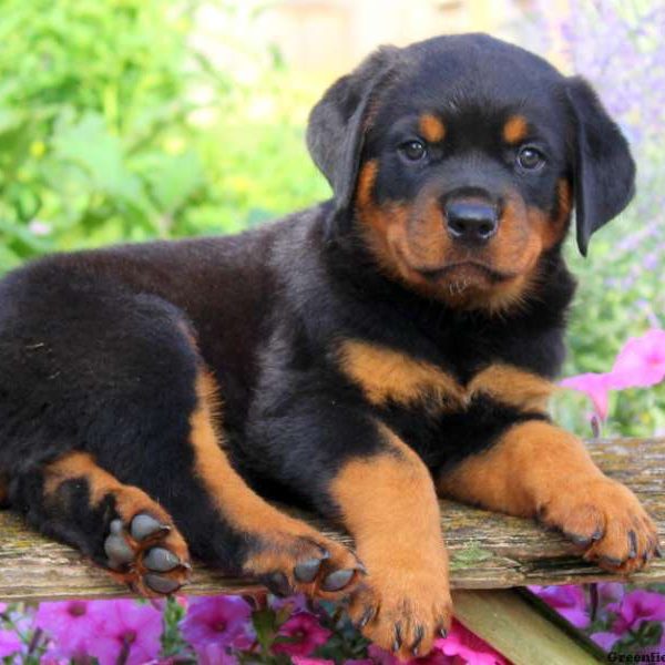 Norman, Rottweiler Puppy