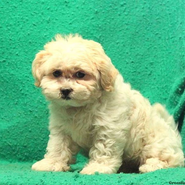 Norman, Shichon / Teddy Bear Puppy