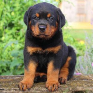 Norman, Rottweiler Puppy