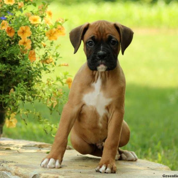 Norris, Boxer Puppy