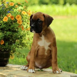 Norris, Boxer Puppy