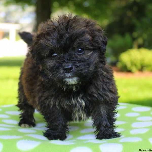 Nottingham, Bernedoodle-Miniature Puppy