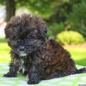 Nottingham, Bernedoodle-Miniature Puppy