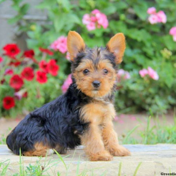 Nugget, Yorkshire Terrier Puppy