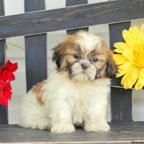 Nugget, Shih Tzu Puppy