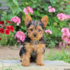 Nugget, Yorkshire Terrier Puppy