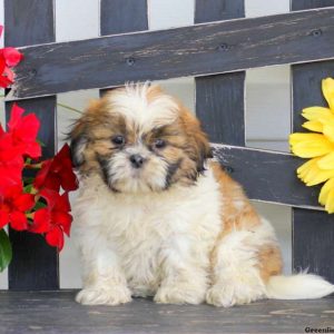 Nugget, Shih Tzu Puppy