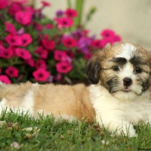 Nutmeg, Shichon / Teddy Bear Puppy