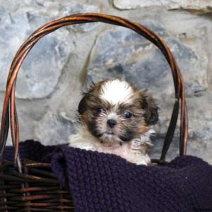 Obie, Shih Tzu Puppy