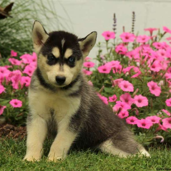 O’dell, Siberian Husky Puppy