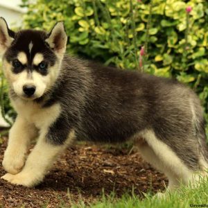 O’dell, Siberian Husky Puppy