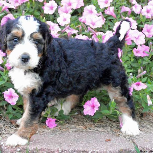 Odessa, Bernedoodle Puppy