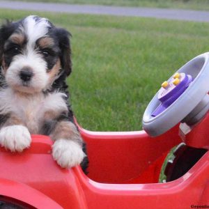 Odessa, Bernedoodle Puppy