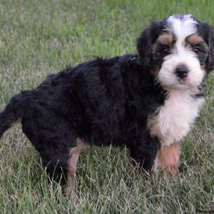 Odessa, Bernedoodle Puppy