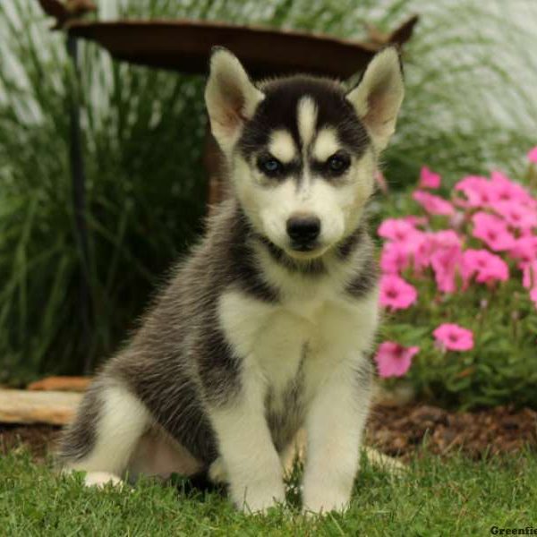 Oliver, Siberian Husky Puppy