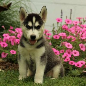 Oliver, Siberian Husky Puppy