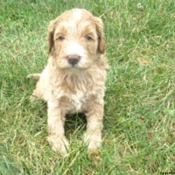 Olivia, Labradoodle Puppy