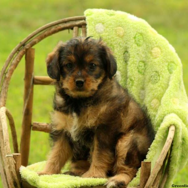 Olivia, Miniature Poodle Mix Puppy