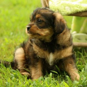 Olivia, Miniature Poodle Mix Puppy