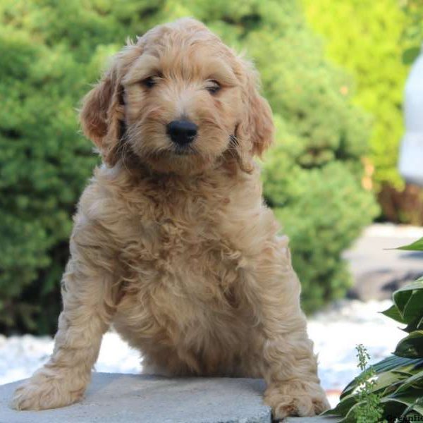 Ollie, Goldendoodle Puppy